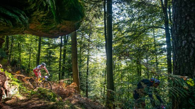 Mountainbiken im Wald im Dahner Felsenland